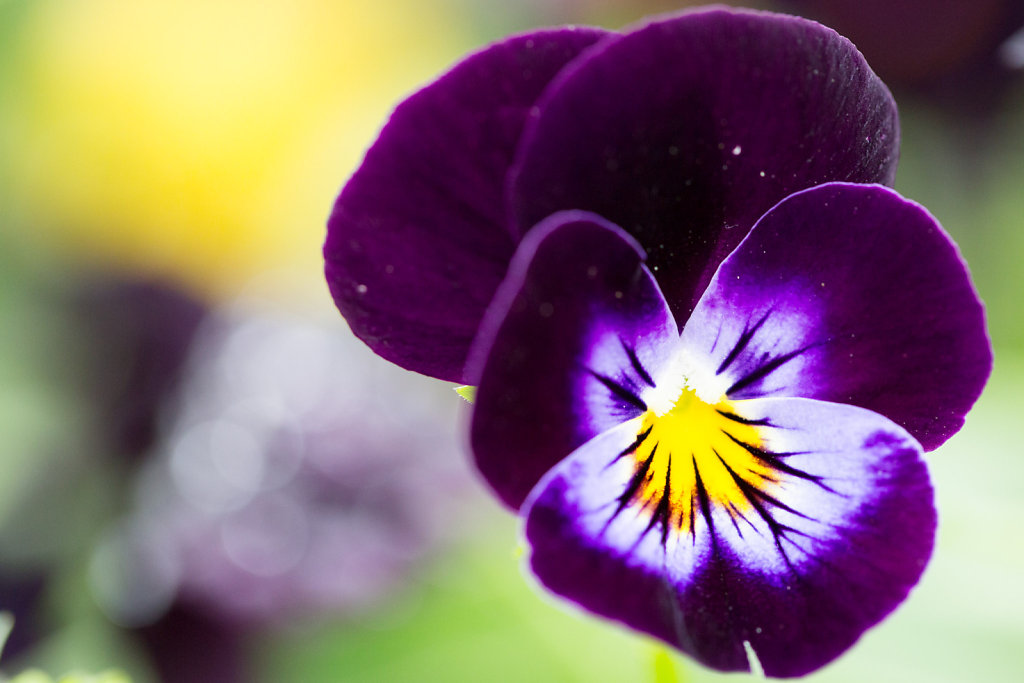 I Pansy your colors 2/2